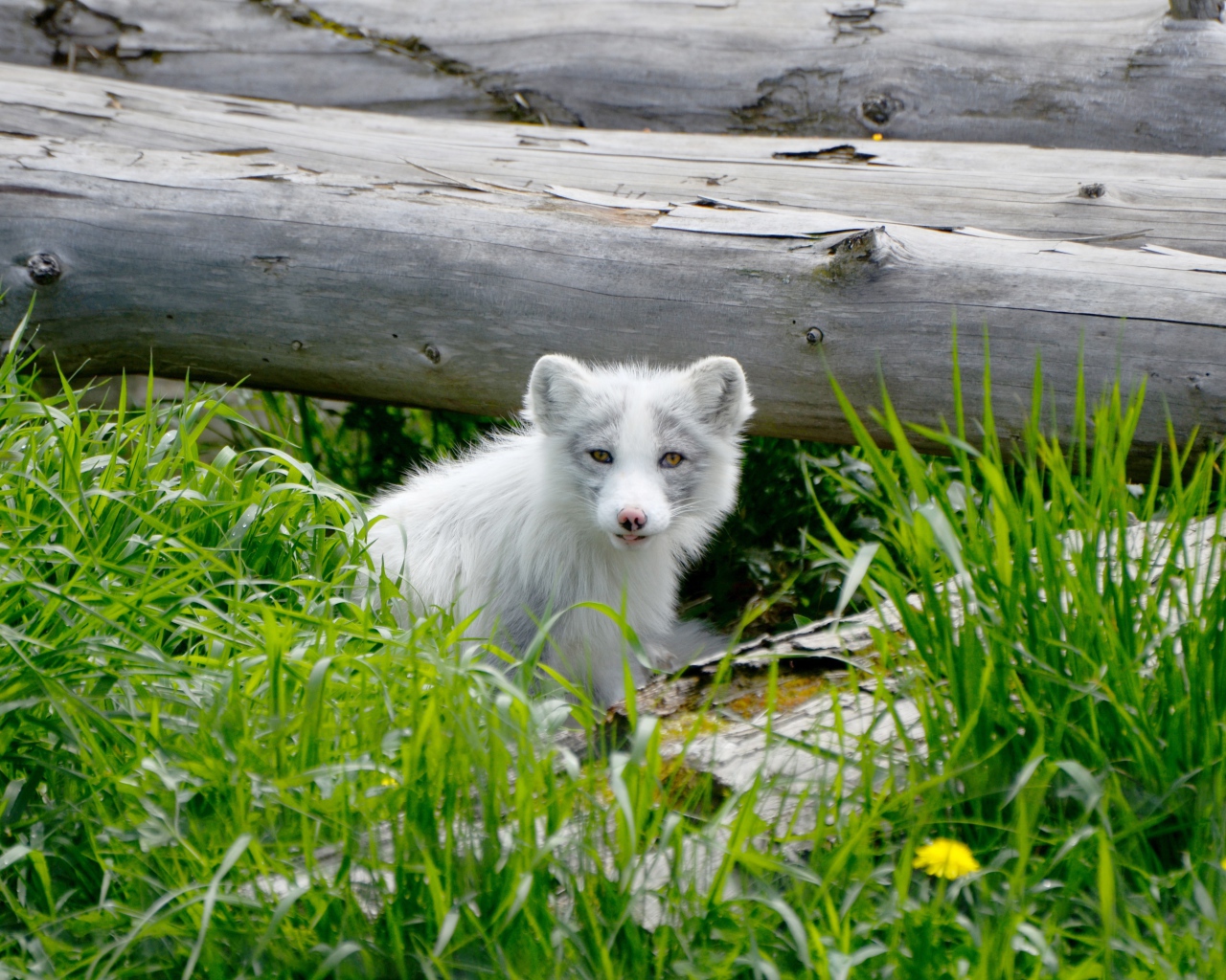 Маленький песец сидит в зеленой траве