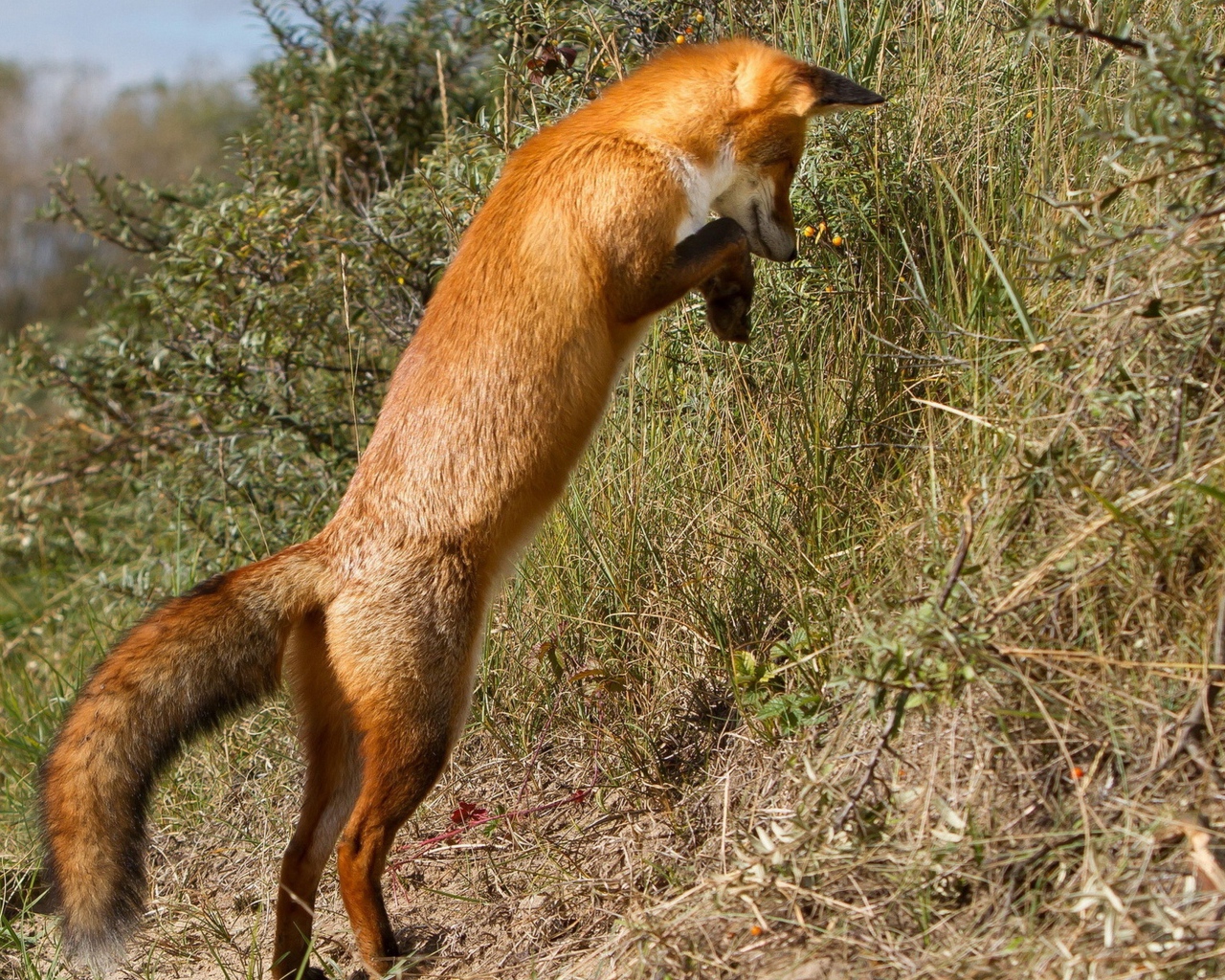 Рыжая лиса охотится в траве