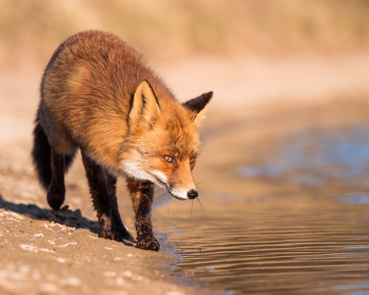 Рыжая лиса у воды