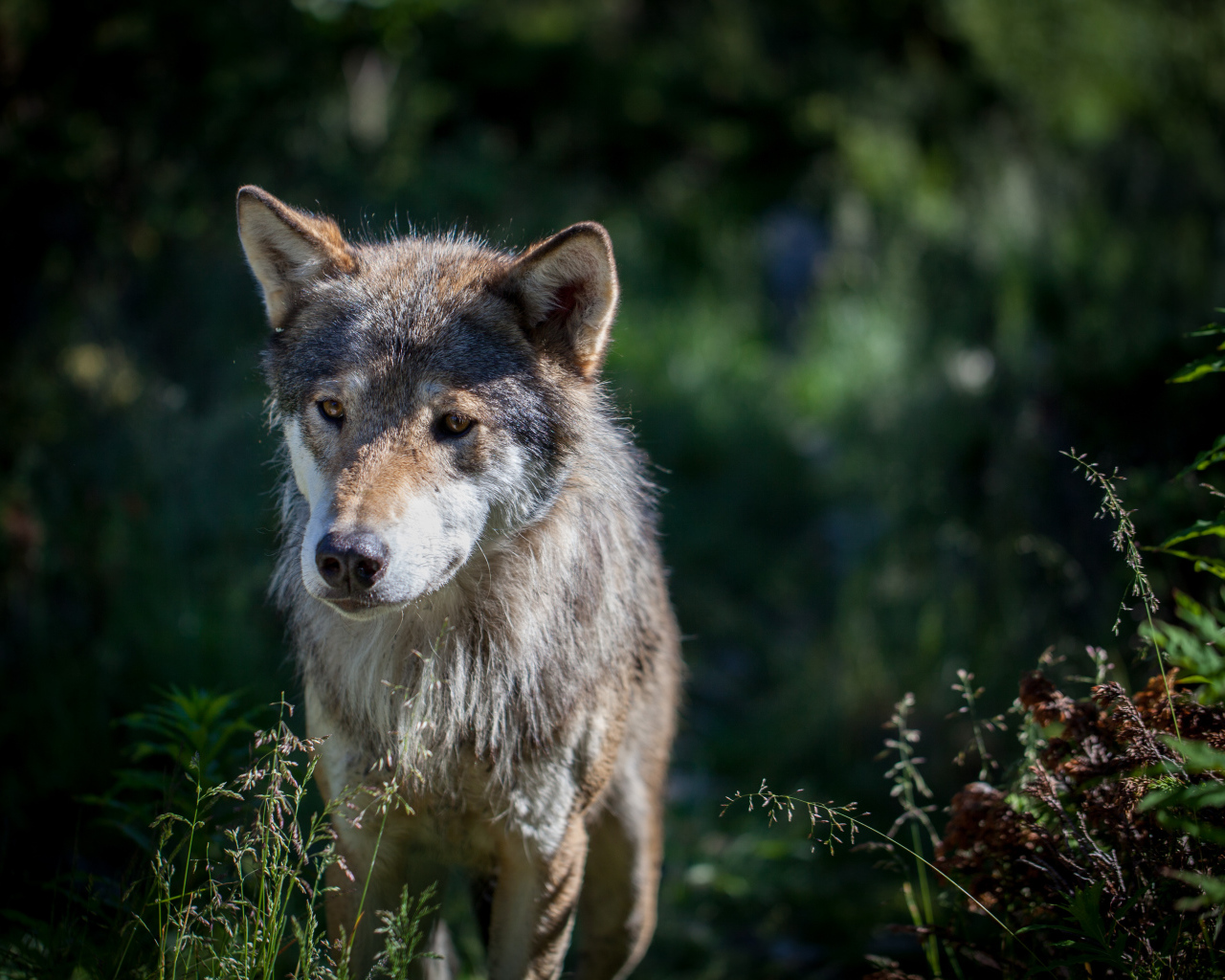 Грустный серый волк в траве
