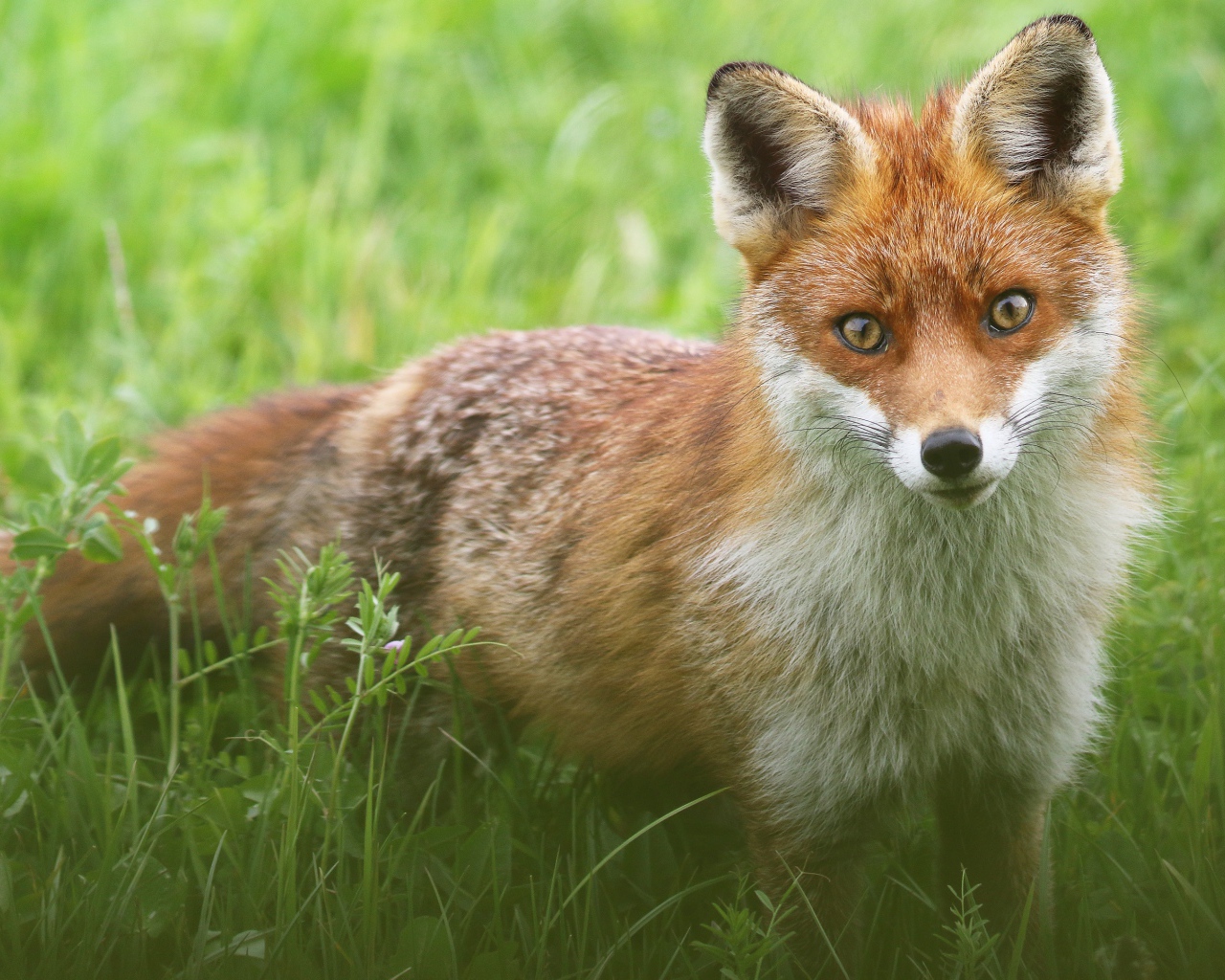 Хитрая лиса стоит в зеленой траве 