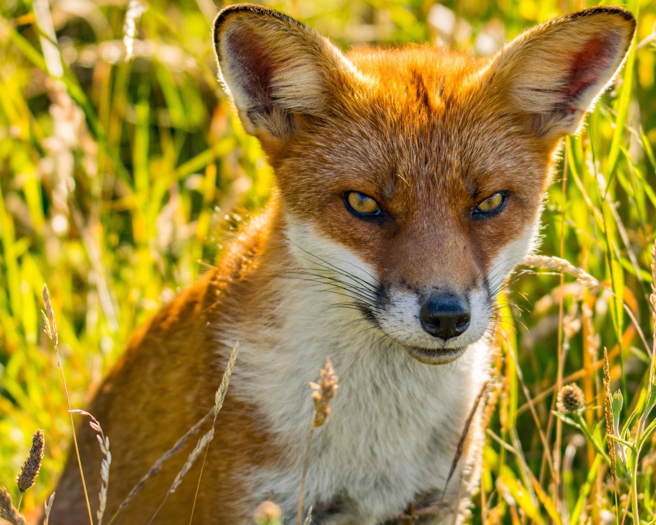 Хитрая рыжая лиса сидит в зеленой траве