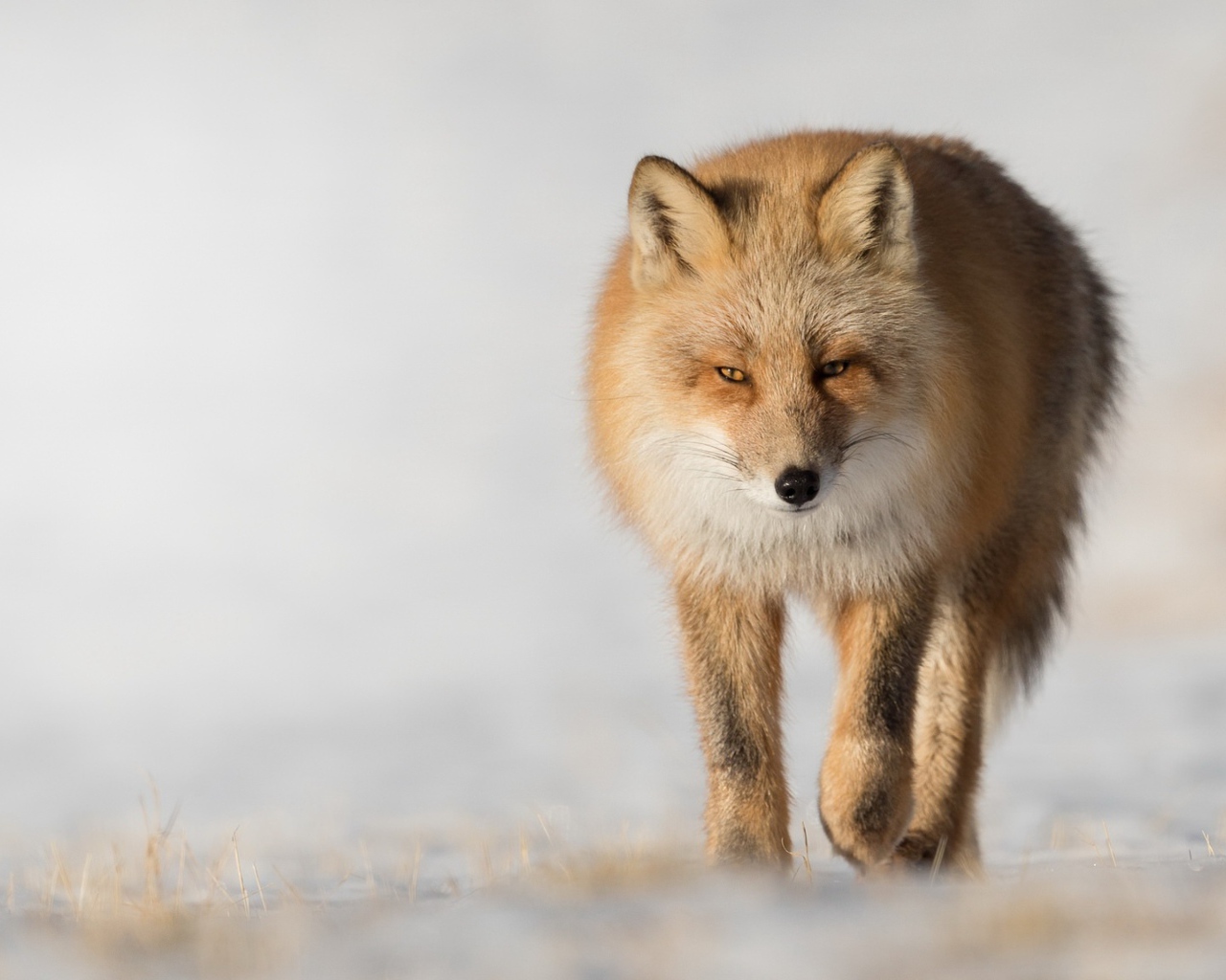 Хитрая рыжая лиса крупным планом