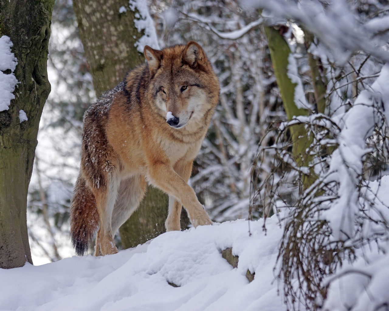 Большой волк крадется по снегу зимой