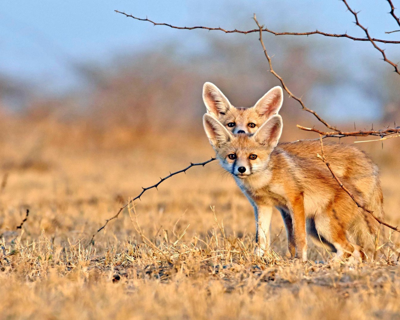 Две лисы фенек на сухой траве 