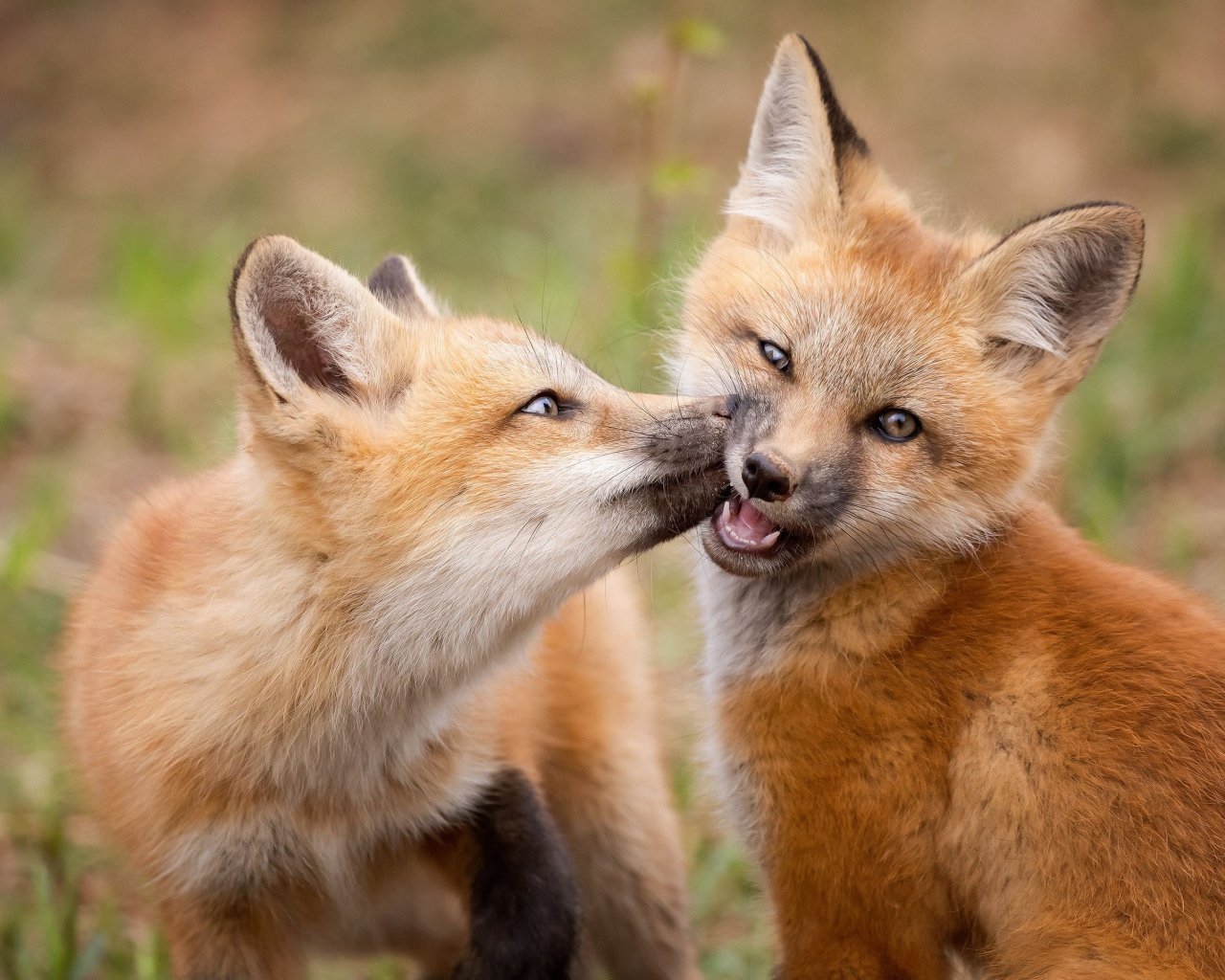 Две маленькие рыжие лисицы