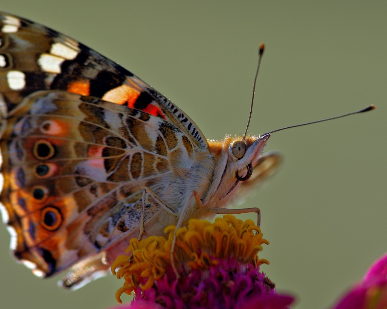 Бабочка сидит на розовом цветке, макросъемка