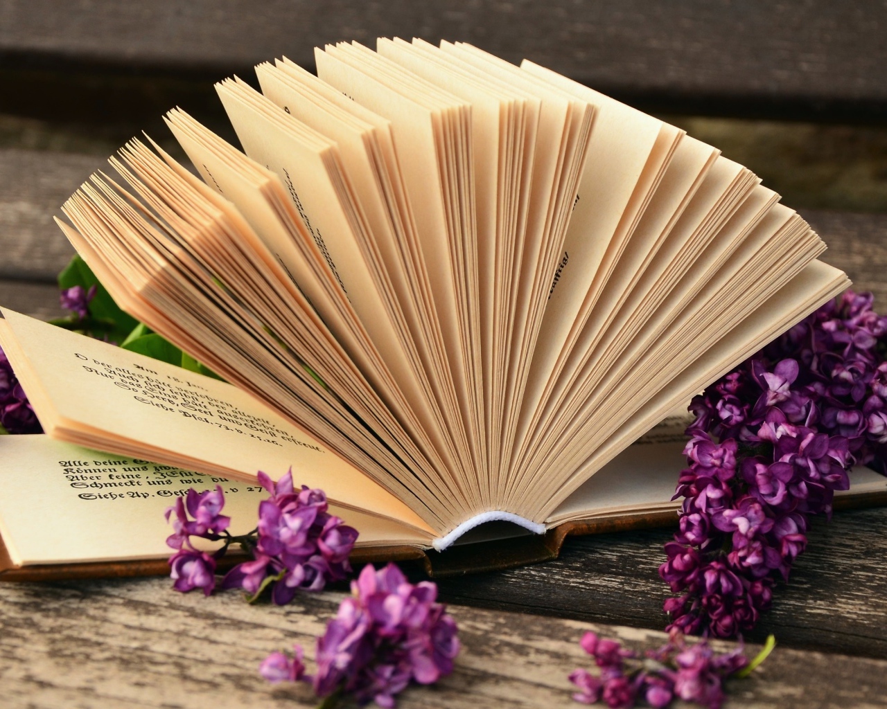 Открытая книга с сиреневыми цветами сирени