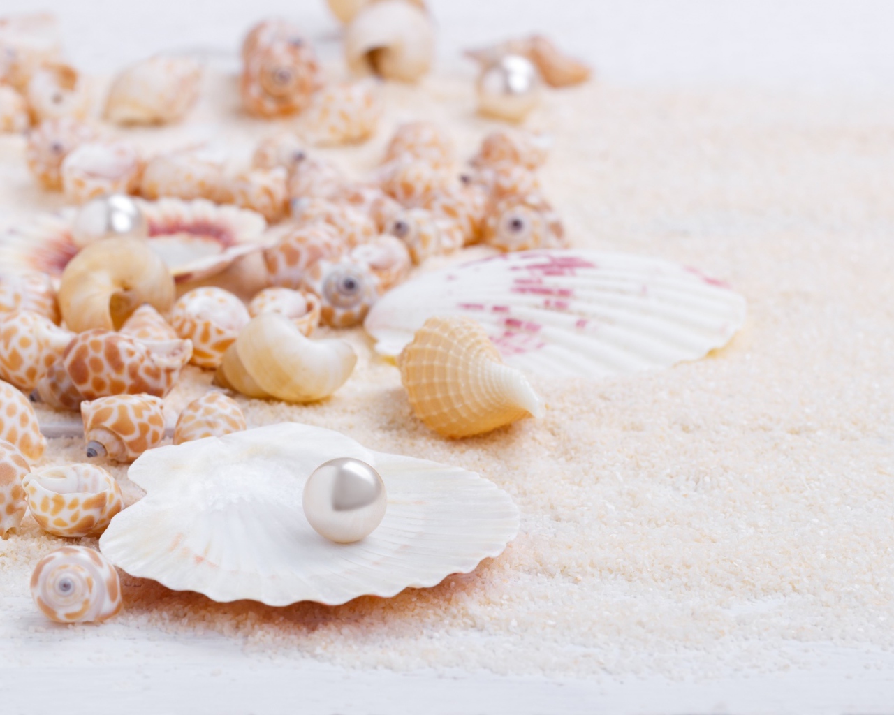 Ракушки с жемчужинами на белом песке 