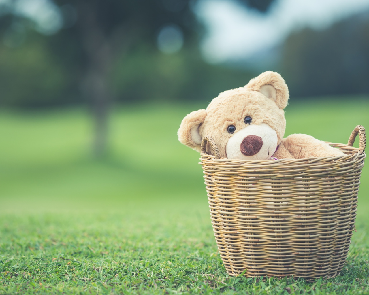 Teddy bear in the basket on the green grass