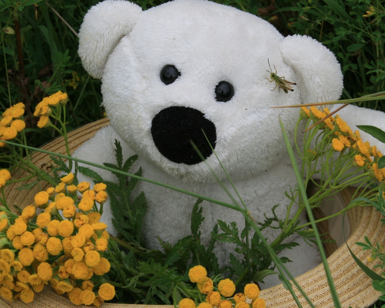 Белый плюшевый медведь в зеленой траве с цветами пижмы 