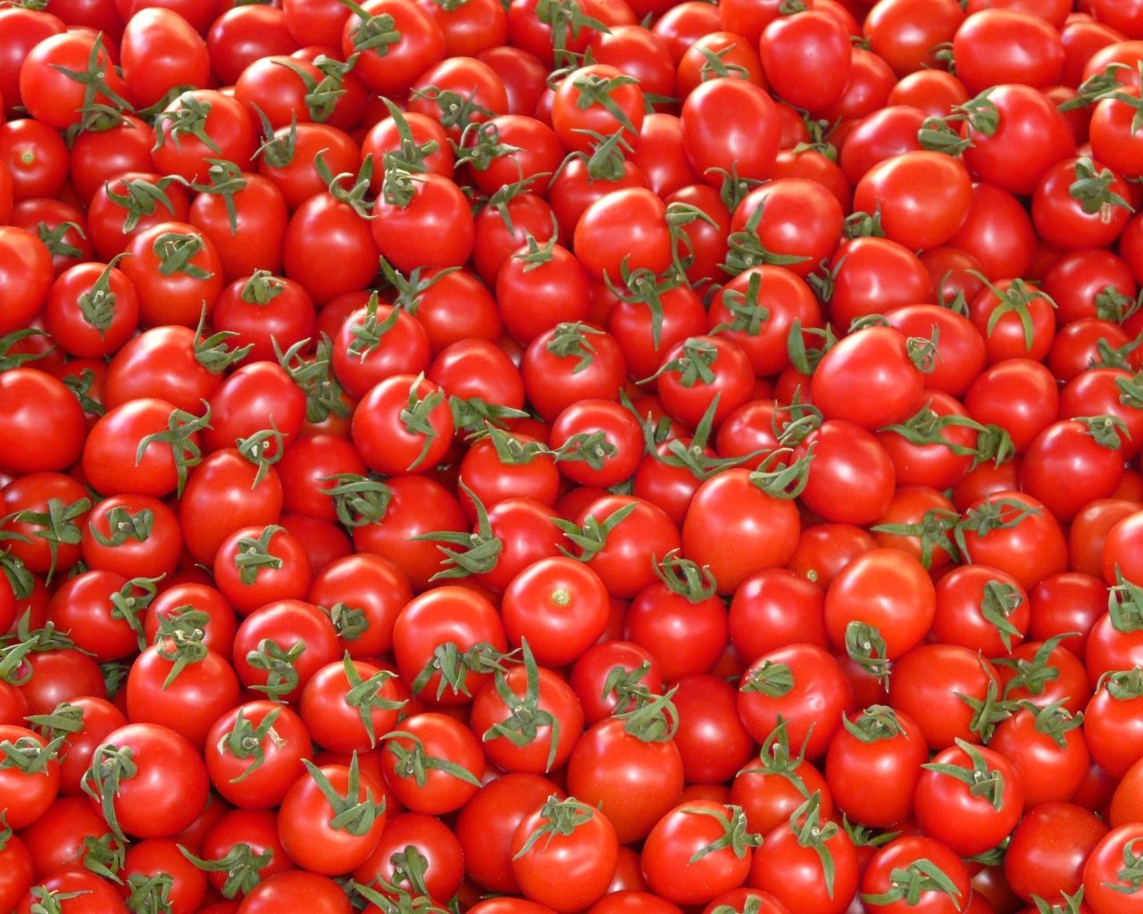 Много спелых красных помидор
