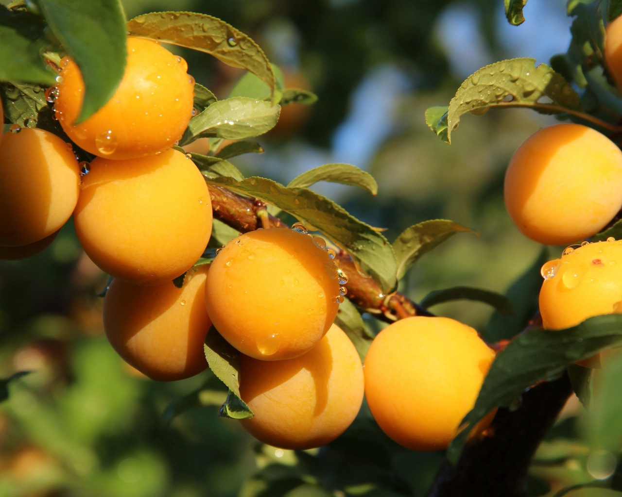 Много желтых слив на ветке дерева