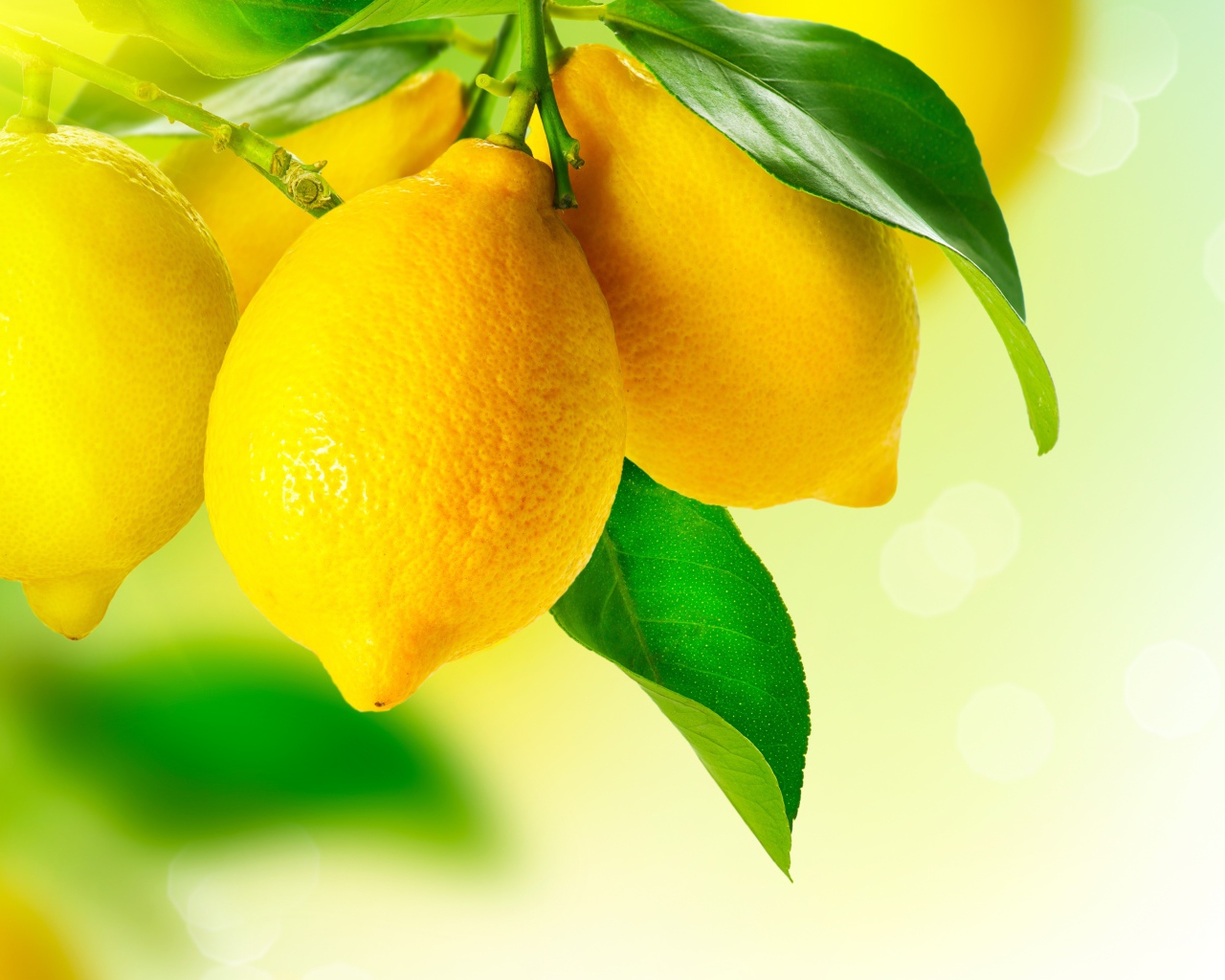 Аппетитные желтые лимоны с зелеными листьями