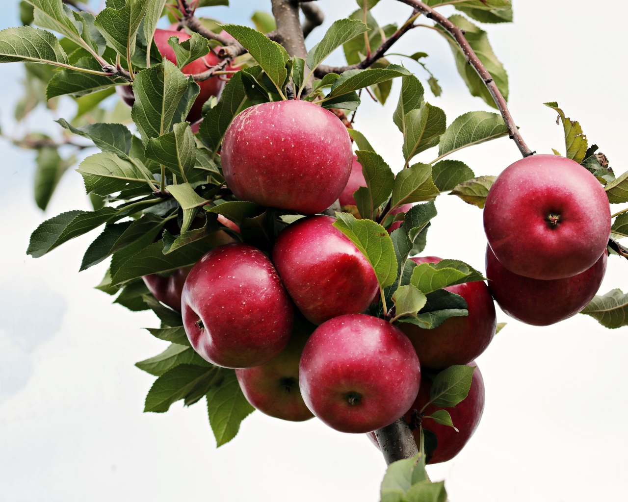Красивые красные яблоки на ветке