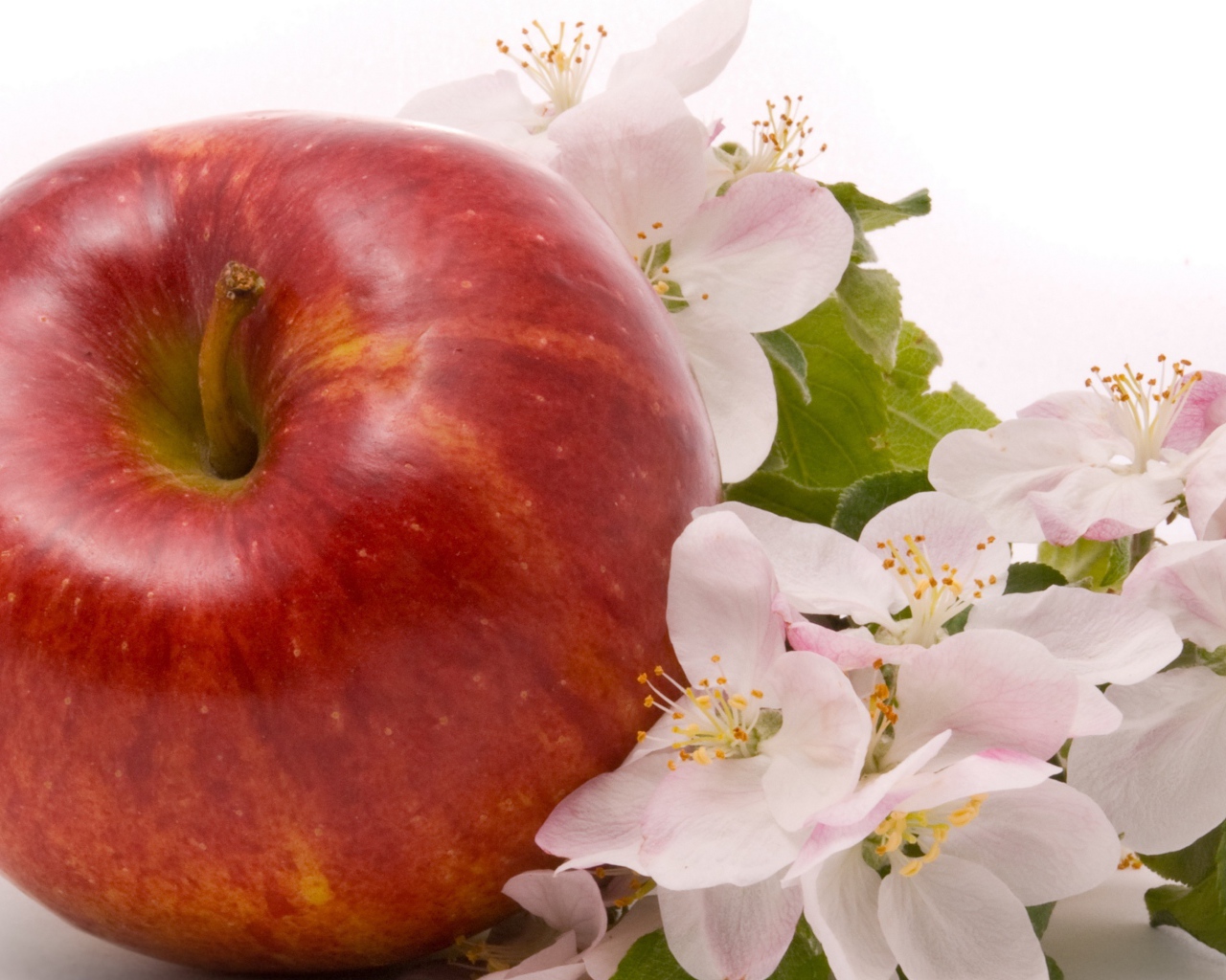 Большое красное яблоко с цветами на белом фоне