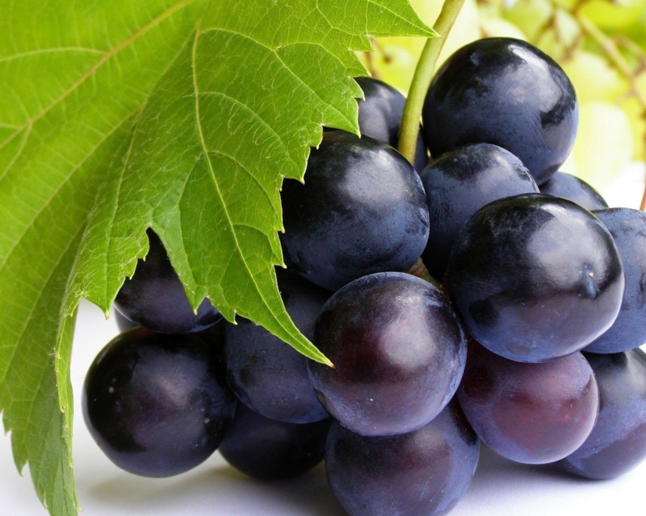 Гроздь синего винограда с зеленым листом крупным планом