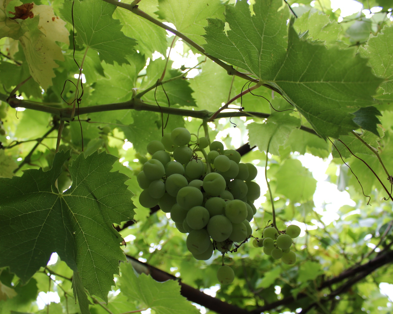 Зеленый виноград на лозе среди листьев