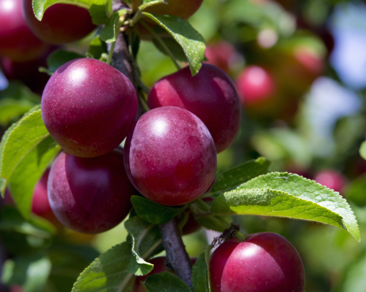 Розовые сливы на ветке крупным планом