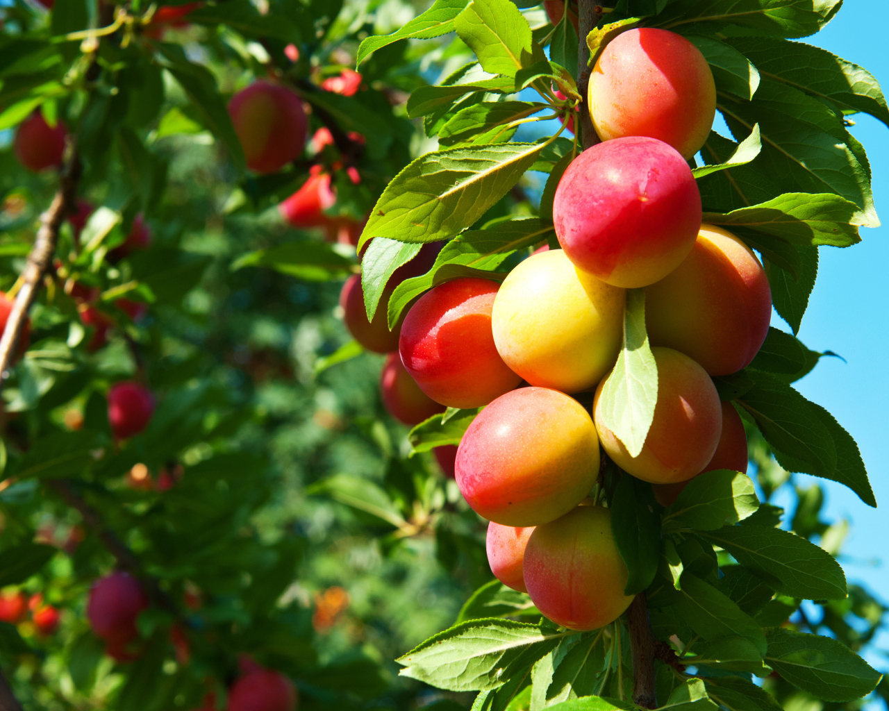 Спелая сочная алыча на ветке