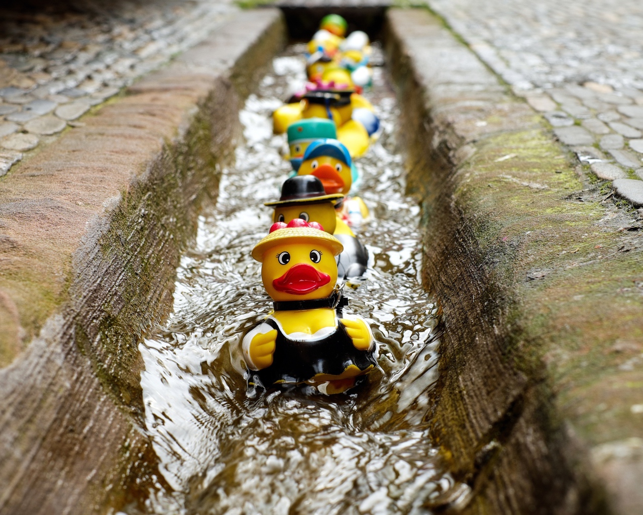 Toys ducklings in the gutter