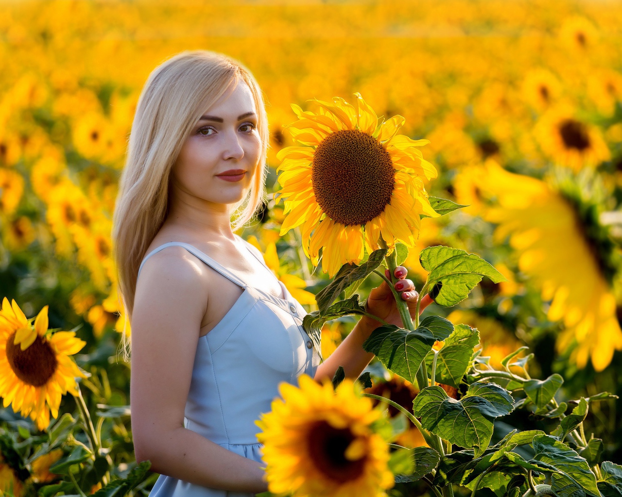 Красивая блондинка в цветущих подсолнухах 