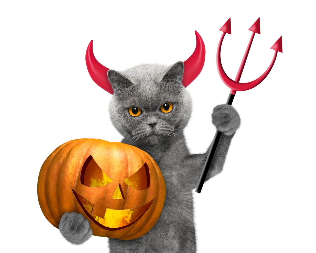 Кот с тыквой на белом фоне в костюме на Хэллоуин