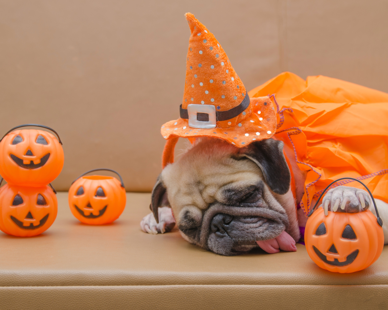 Спящий мопс с высунутым языком на праздник Хэллоуин