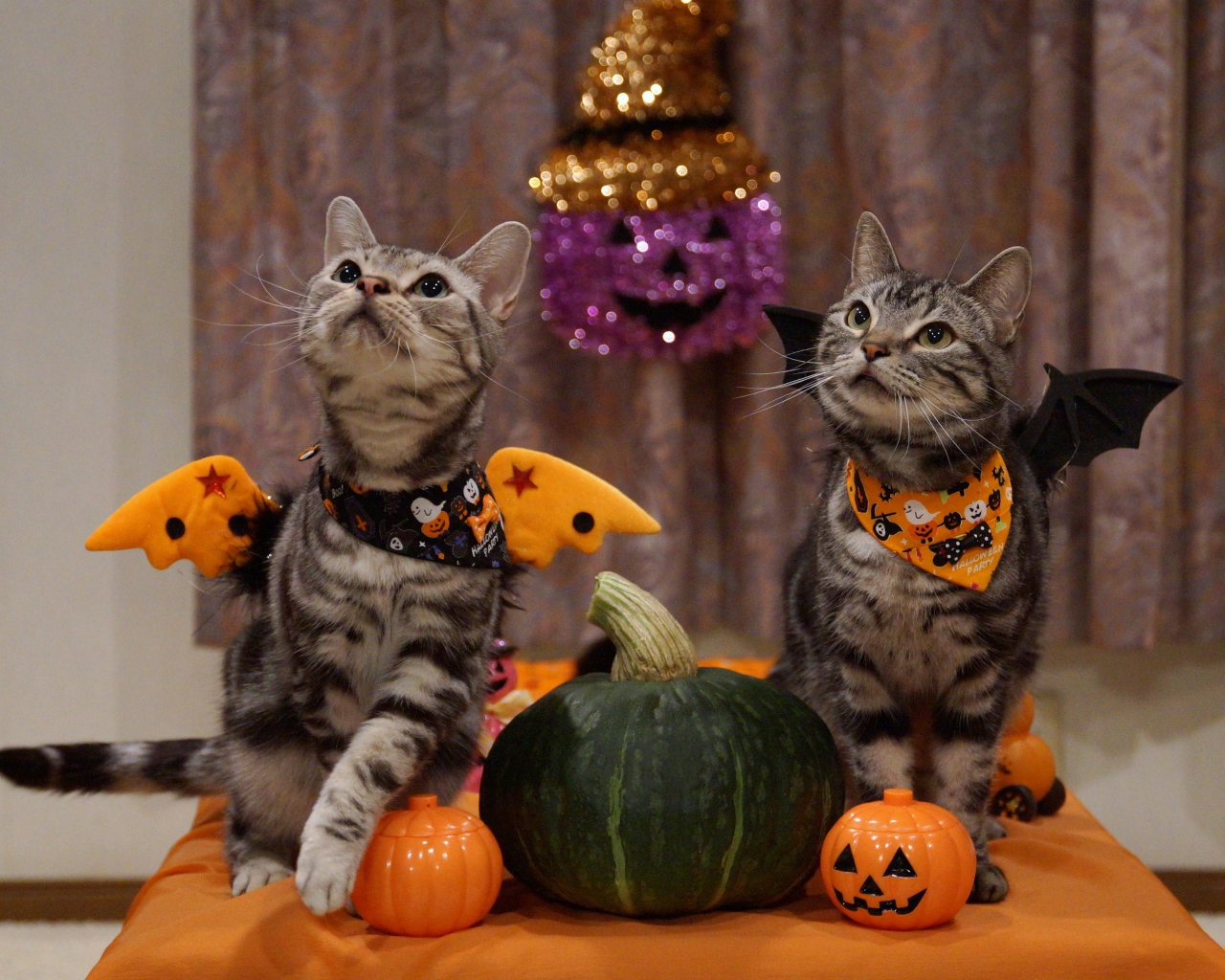 Два серых кота в костюмах на праздник Хэллоуин 
