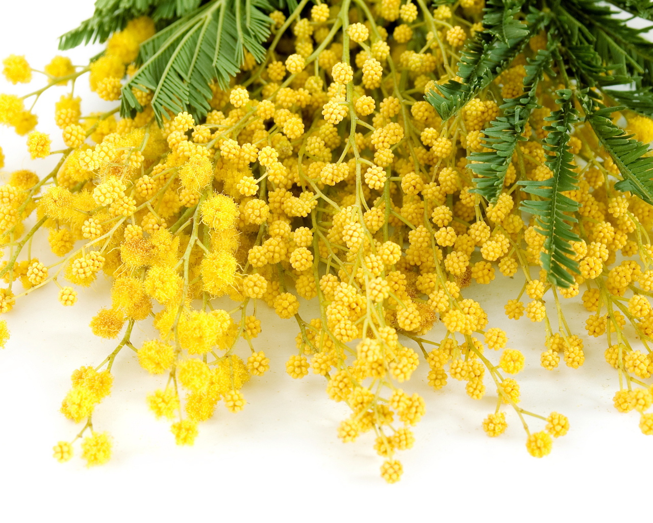 Букет красивой желтой мимозы на белом фоне в 8 марта