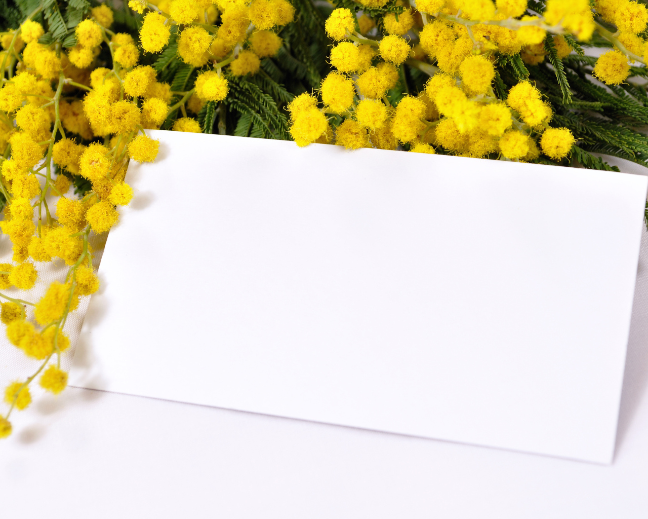 Шаблон для поздравительной открытки с ветками мимозы на Международный женский день 8 марта