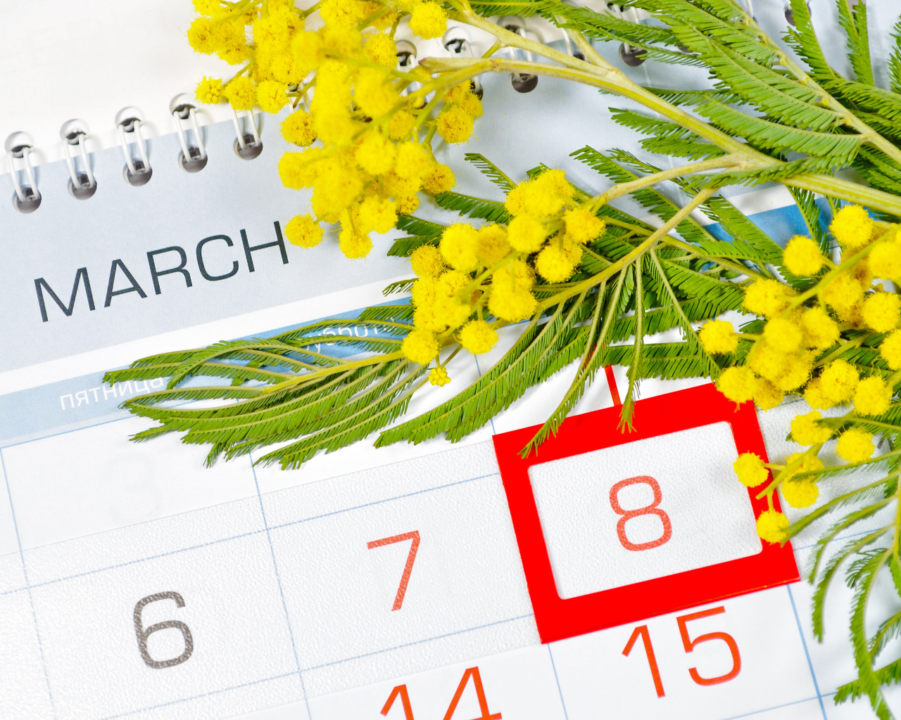 Ветка желтой мимозы и календарь на Международный женский день