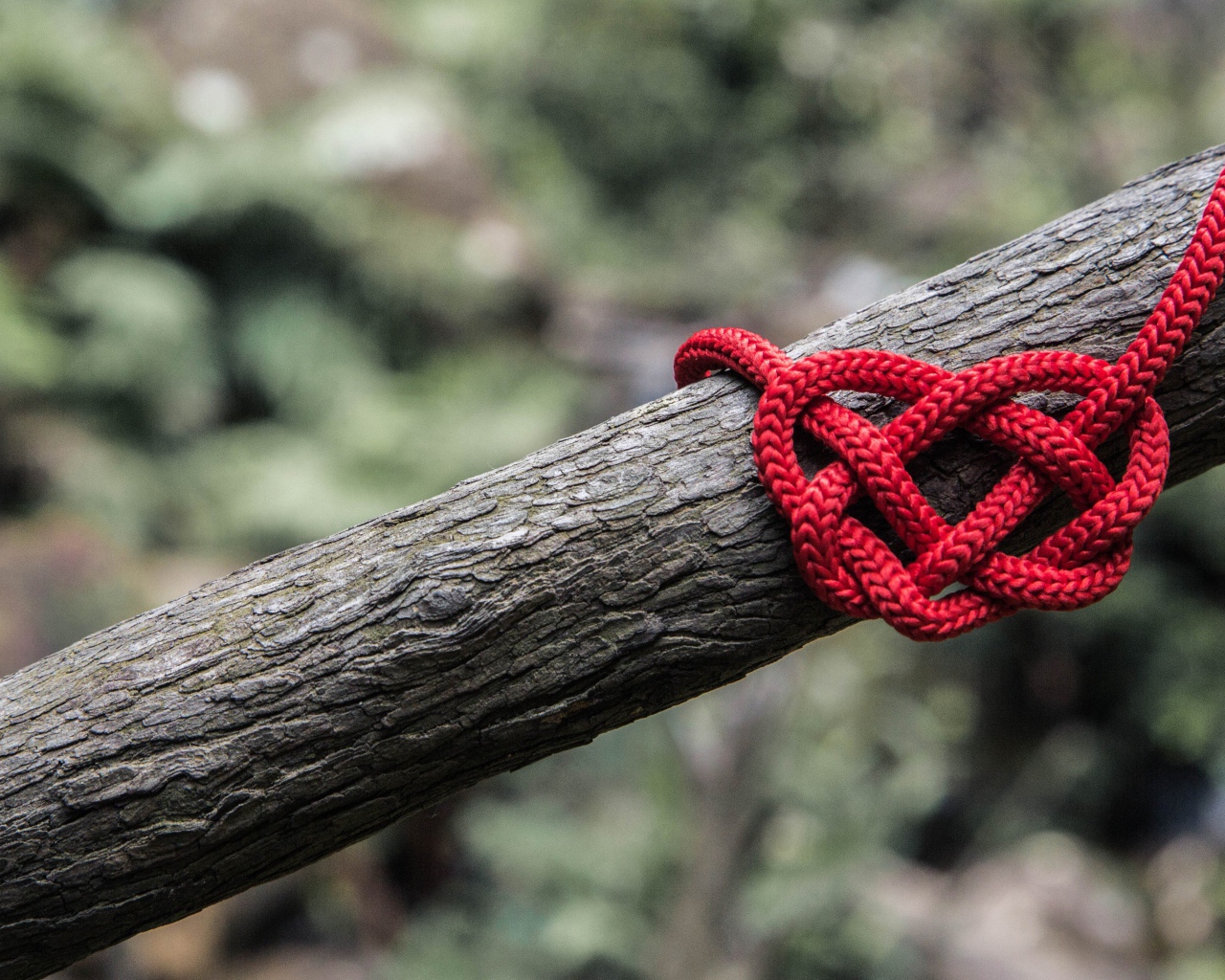 Креативное сердце из красной веревки на дереве
