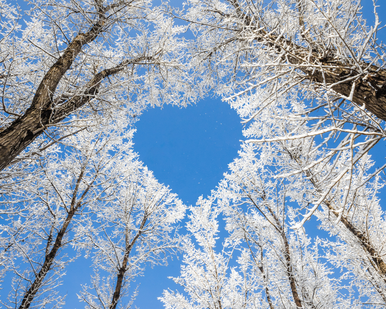 Кроны покрытых инеем деревьев воздают сердце на фоне голубого неба