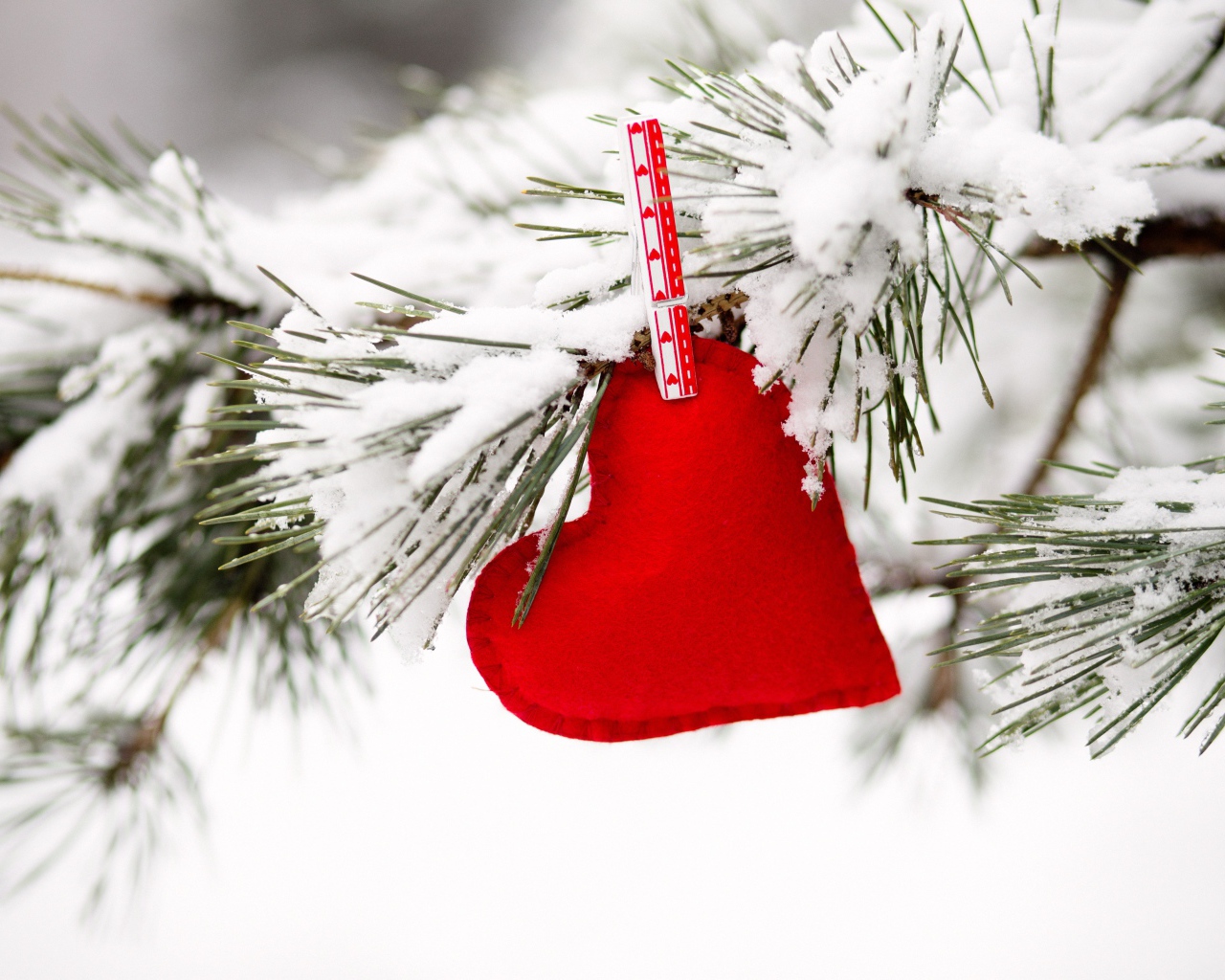 Красное сердечно висит на покрытой снегом сосновой ветке