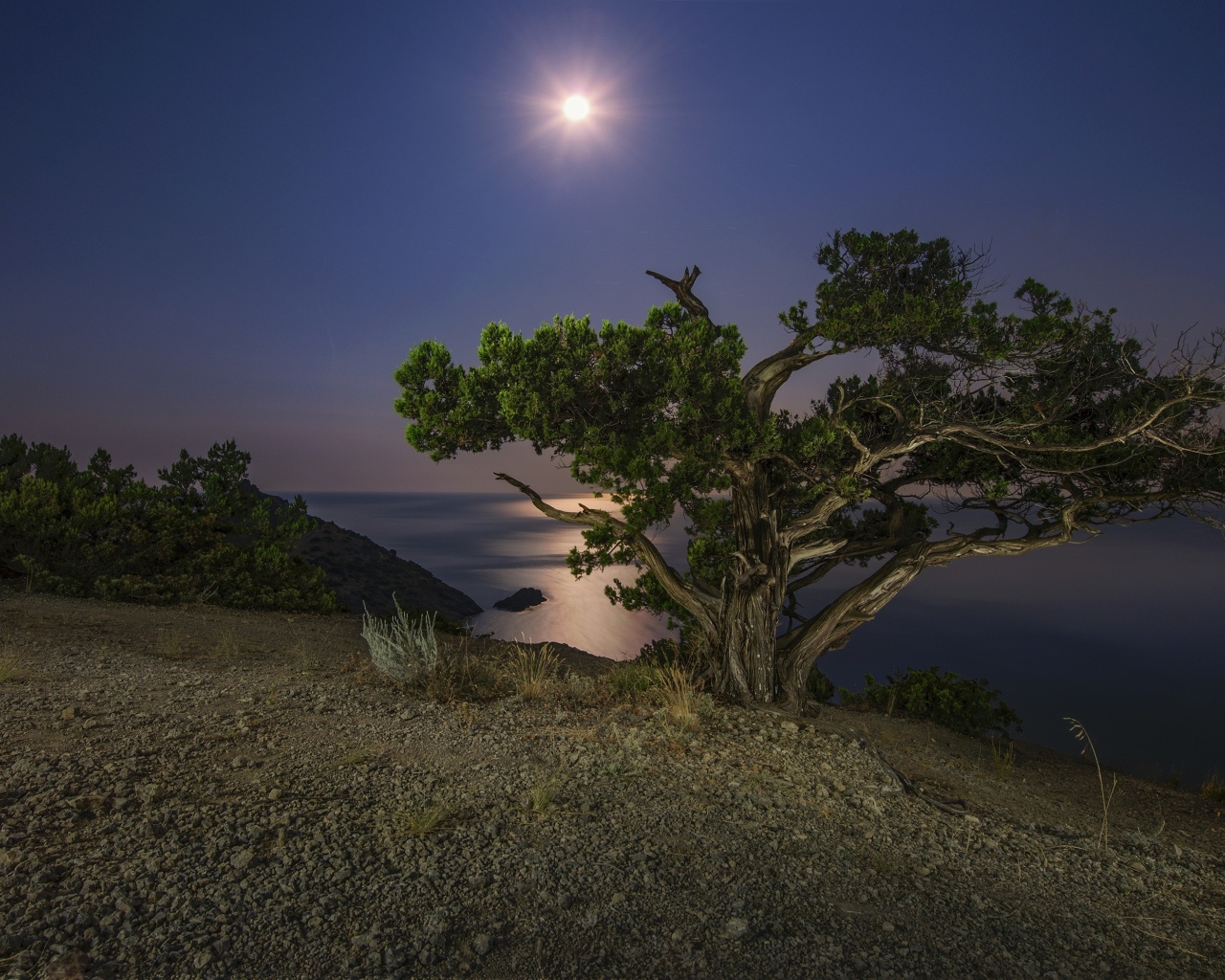 Большое зеленое дерево на берегу утеса при свете луны ночью