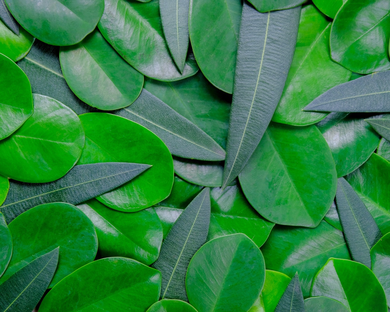 Много зеленых листьев крупным планом