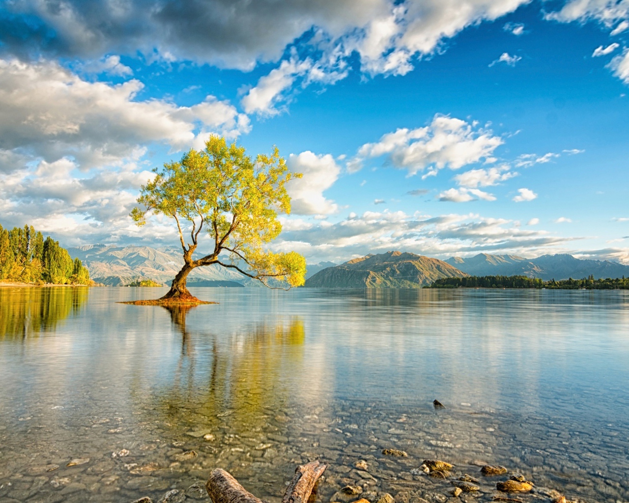 Дерево посреди озера под красивым небом с белыми облаками