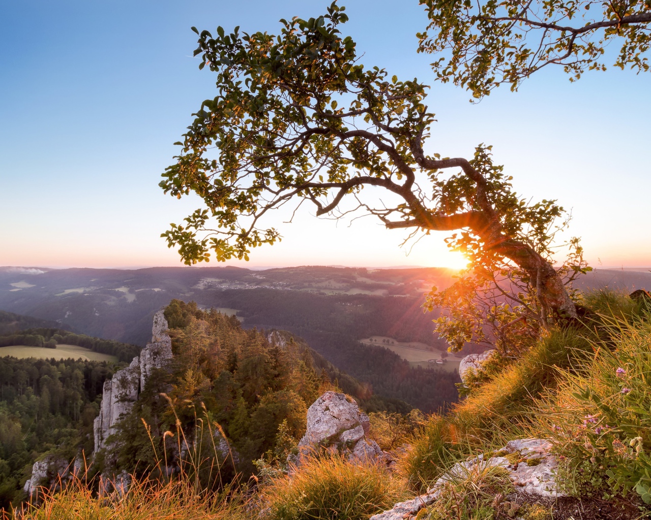 Дерево на краю утеса на рассвете