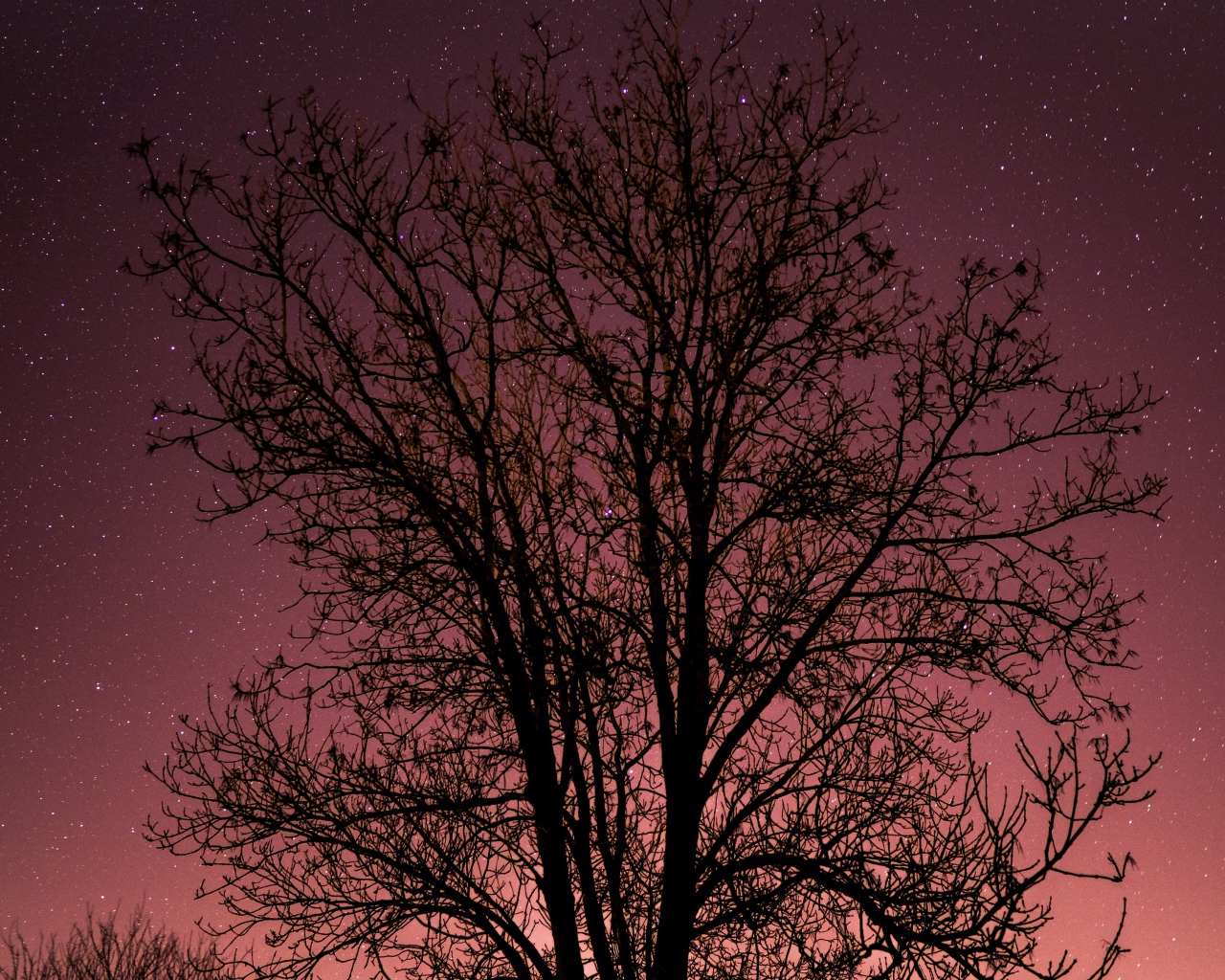 Дерево без листьев на фоне звездного неба 