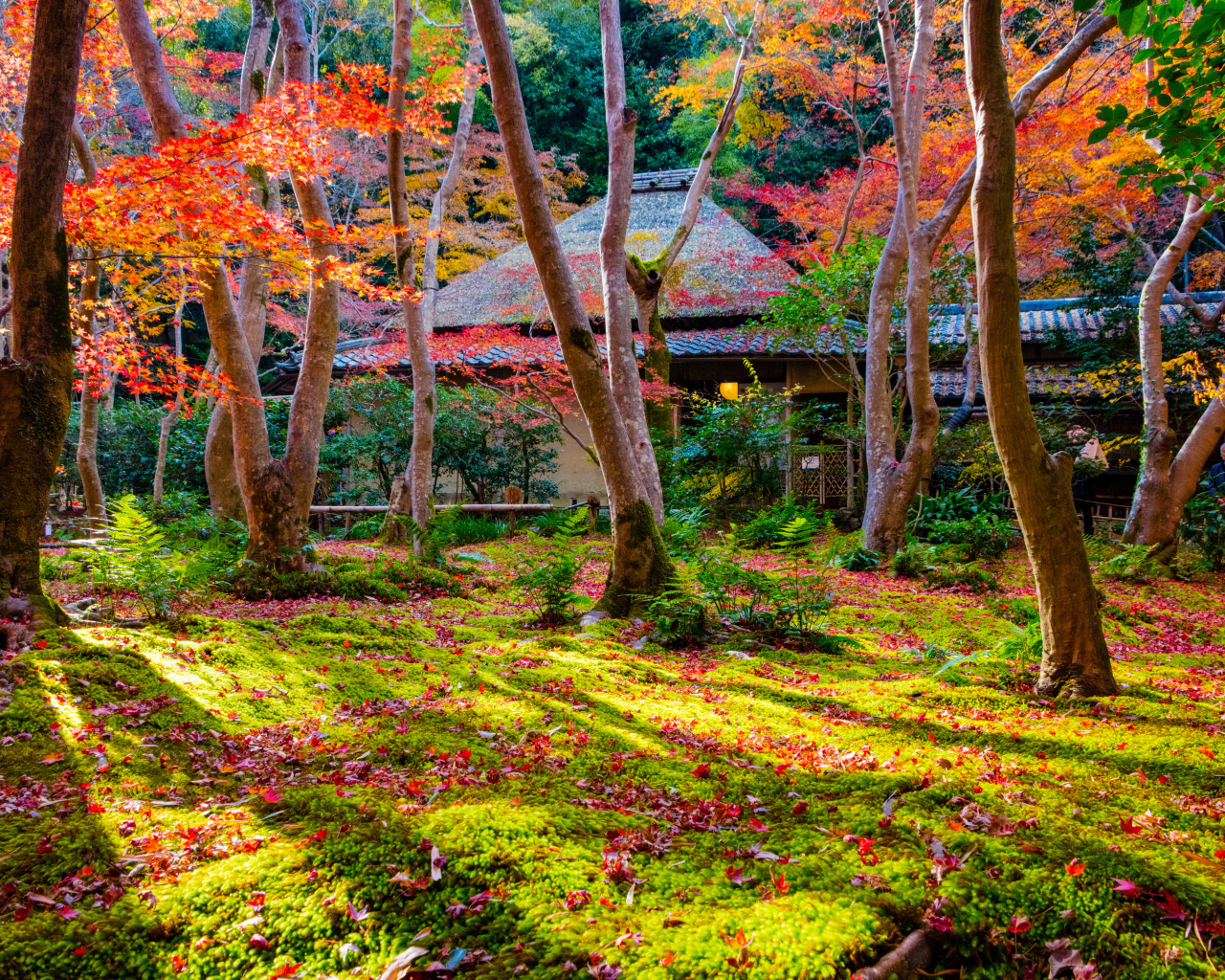 Осень в парке, Киото. Япония