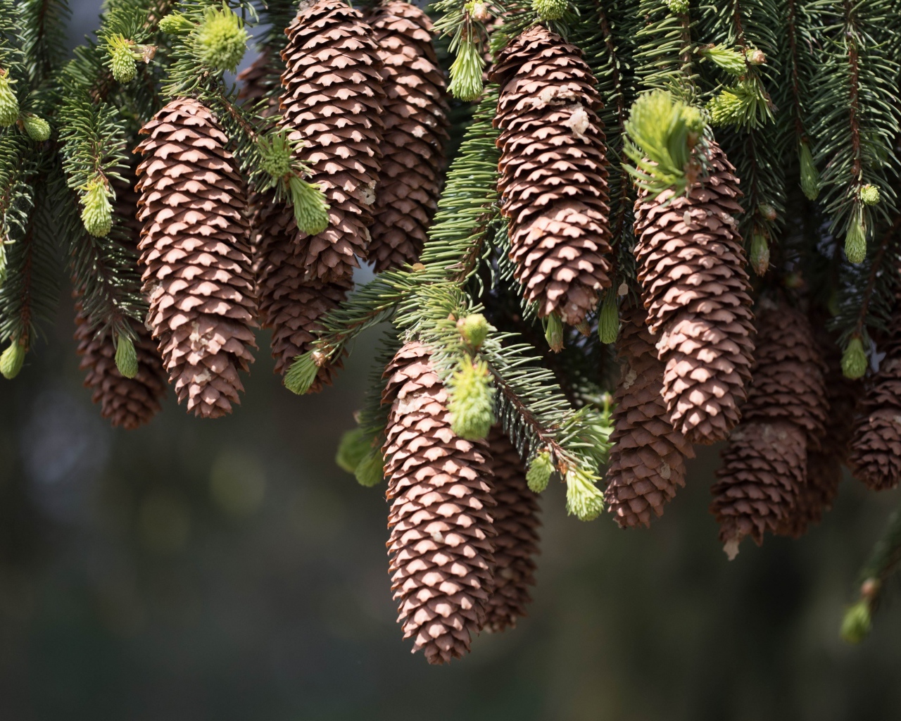 Большие шишки на зеленых ветках ели