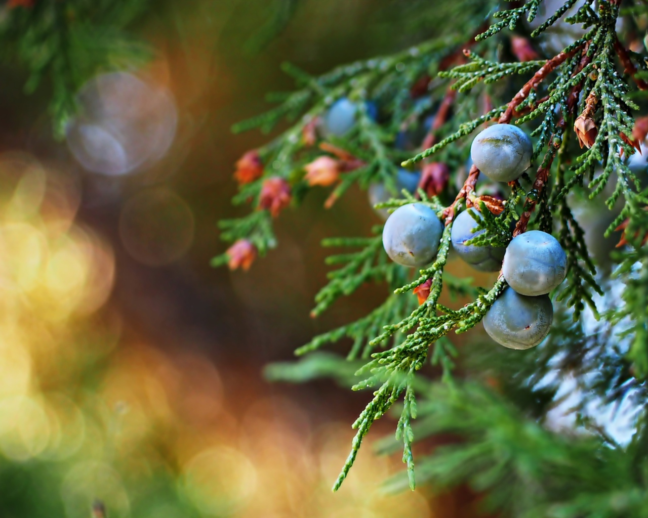 Синие ягоды можжевельника на зеленой ветке