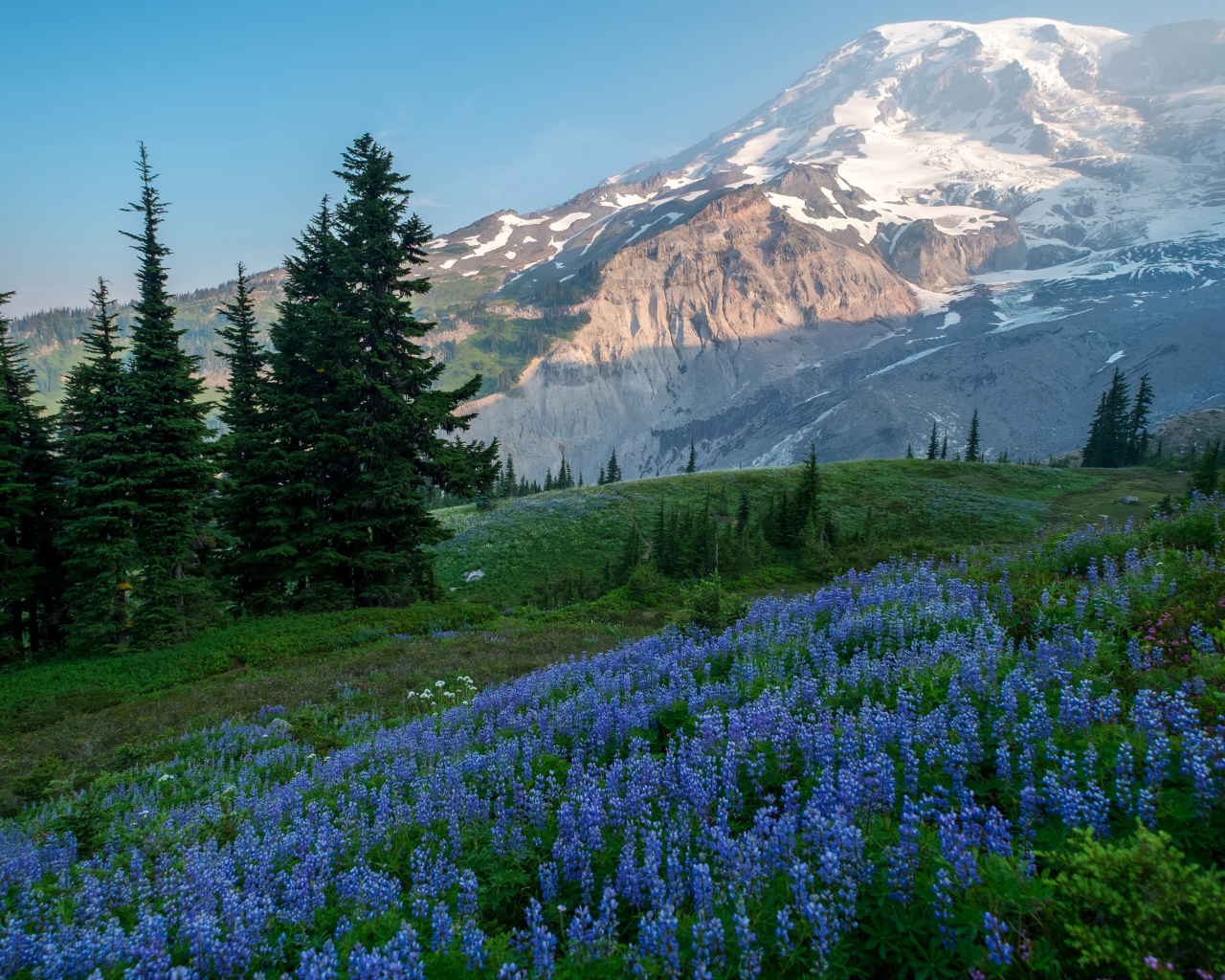 Голубые цветы люпина в лесу на фоне гор