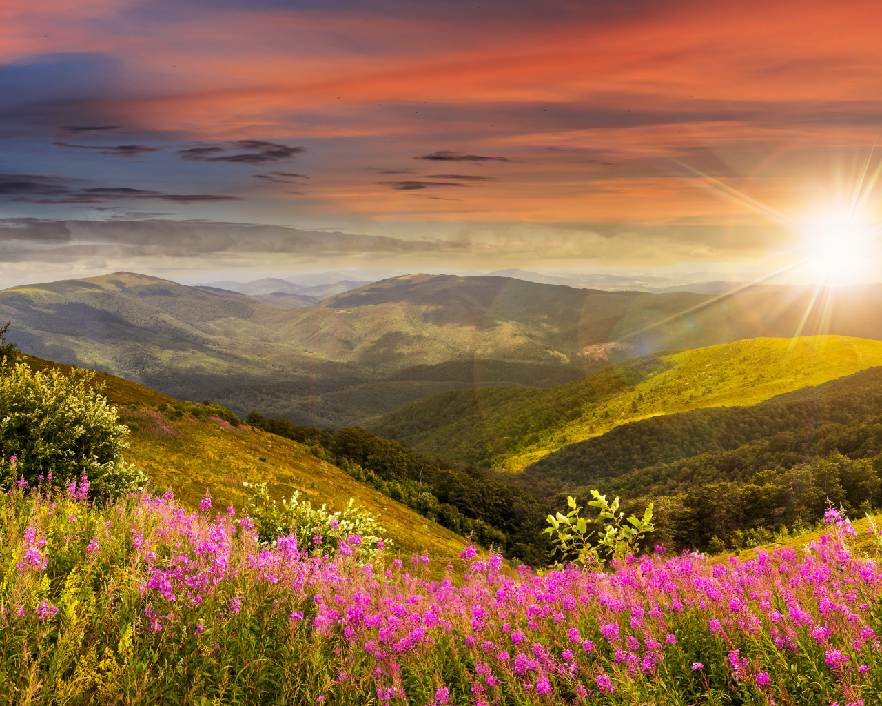 Рассвет яркого летнего солнца над холмами с розовыми цветами