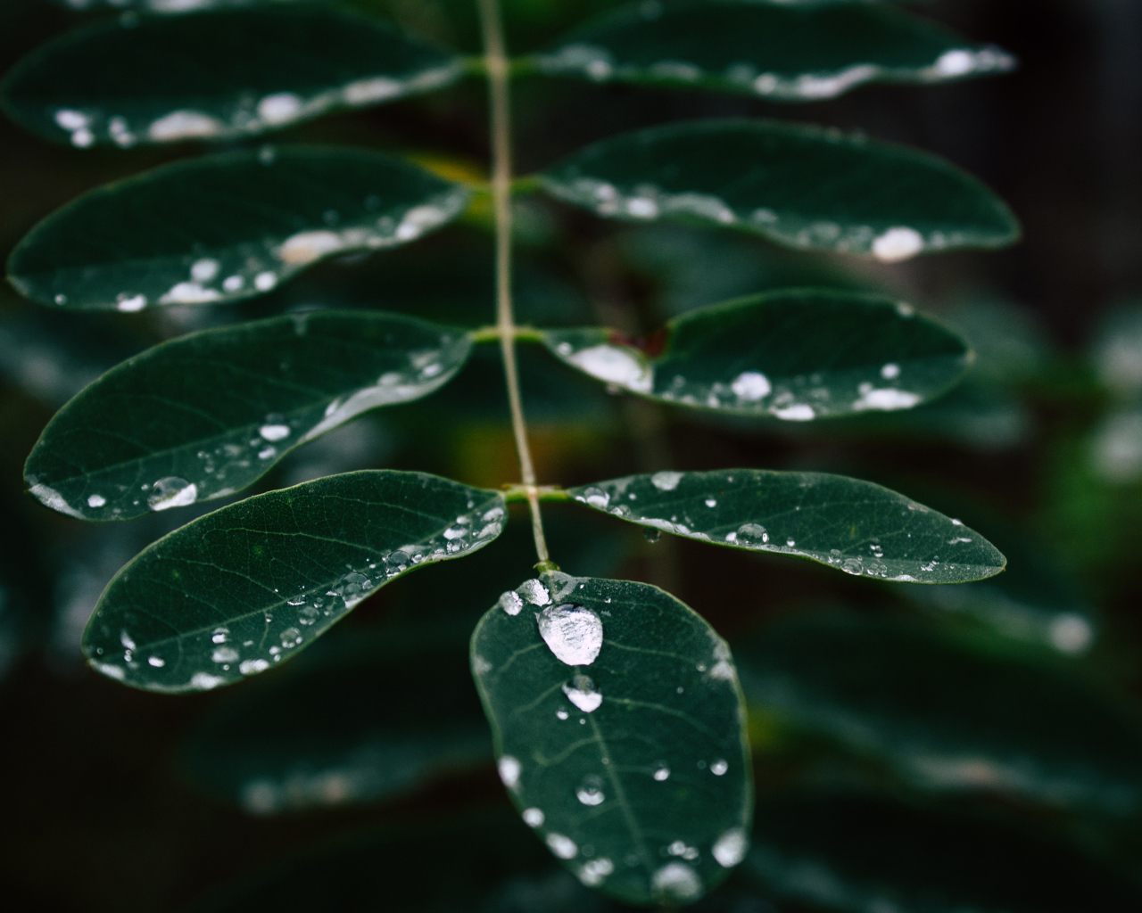 Капли дождя стекают по зеленому листу