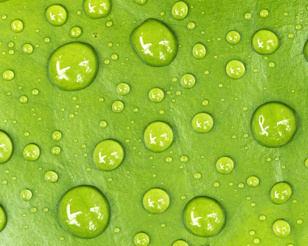 Капли на зеленом листе крупным планом