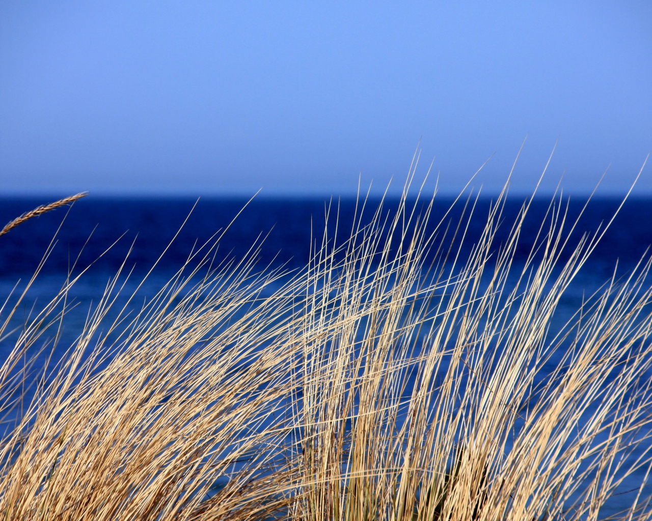 Сухая трава на фоне голубого горизонта