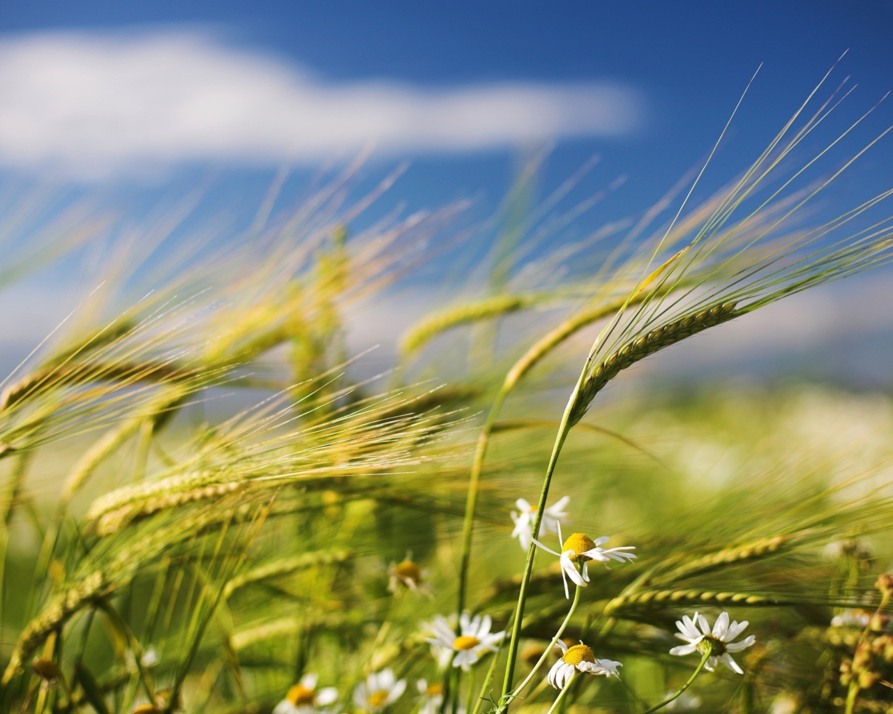 Зеленые колосья пшеницы с ромашками на фоне голубого неба 