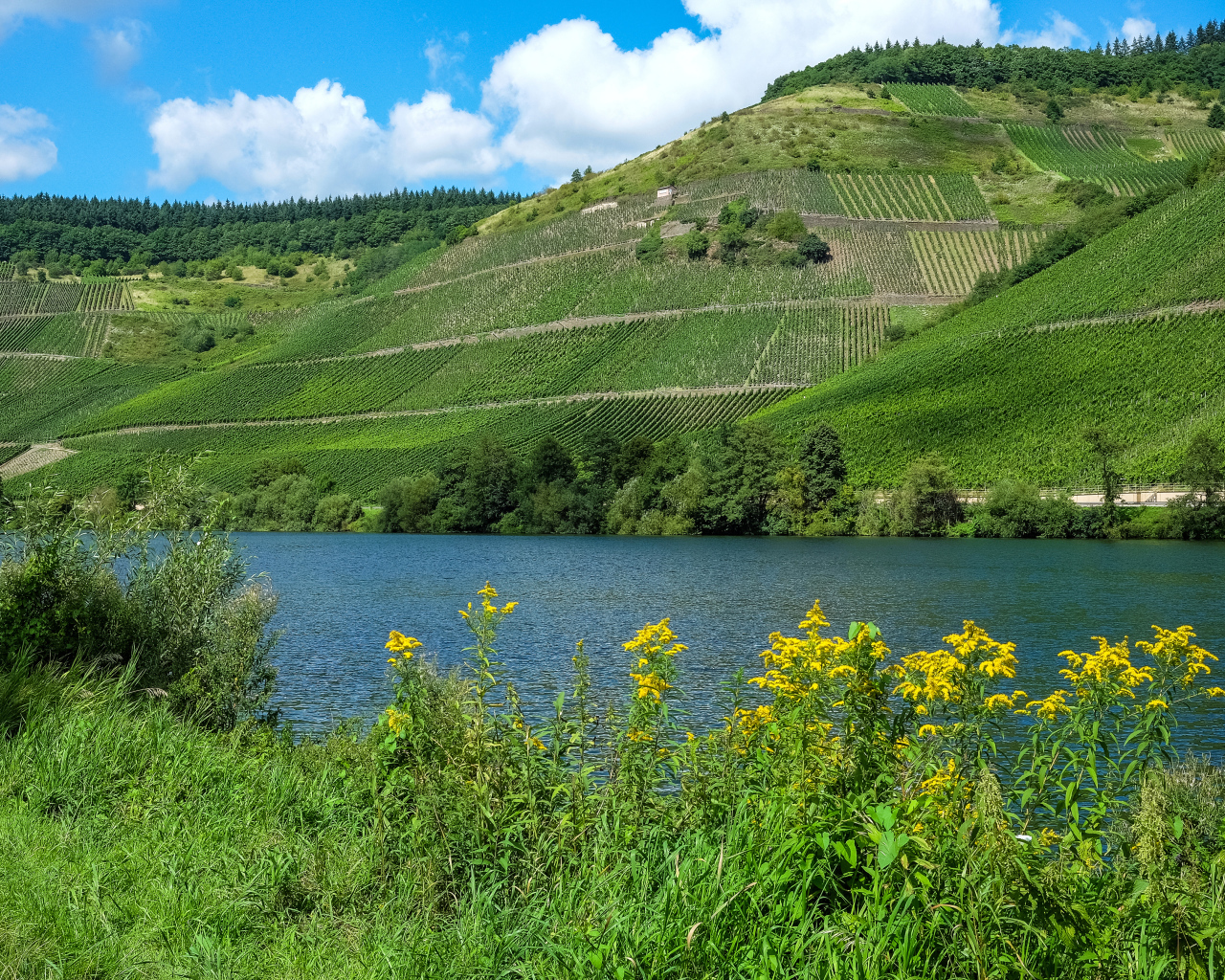 Зеленые поля на фоне реки